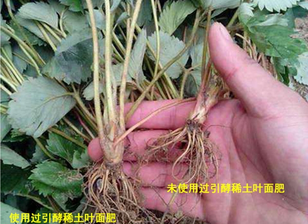 根部對(duì)比