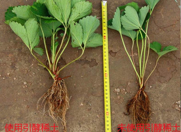 根系對(duì)比